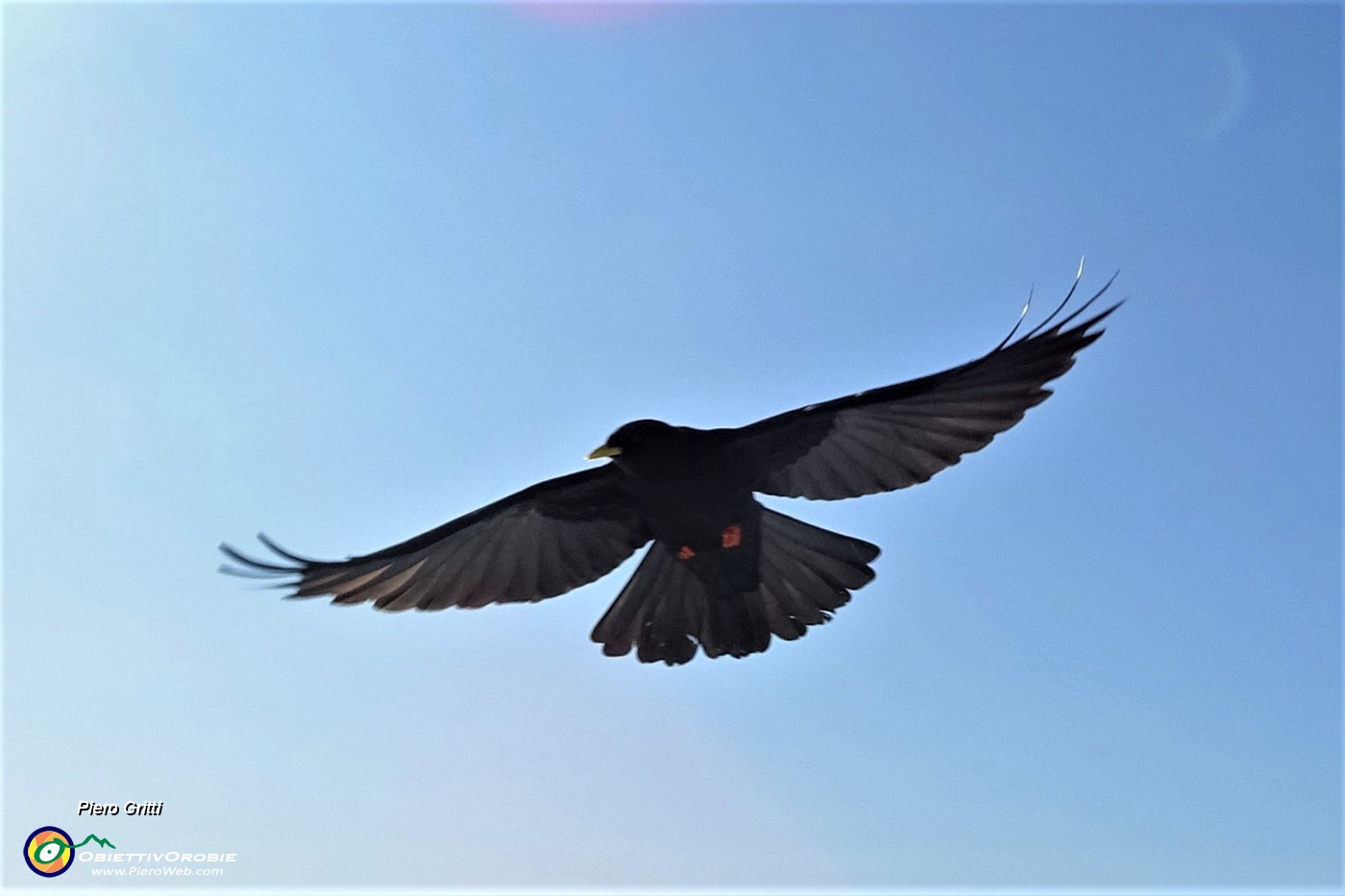 68 Gracchio in volo.JPG